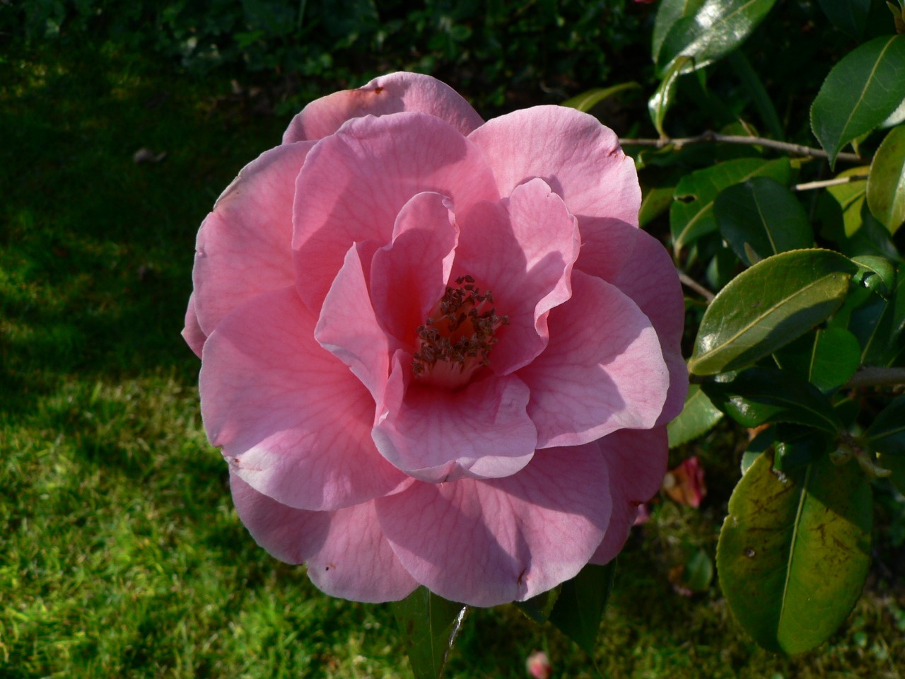 C. x williamsii 'Puddington Beauty'